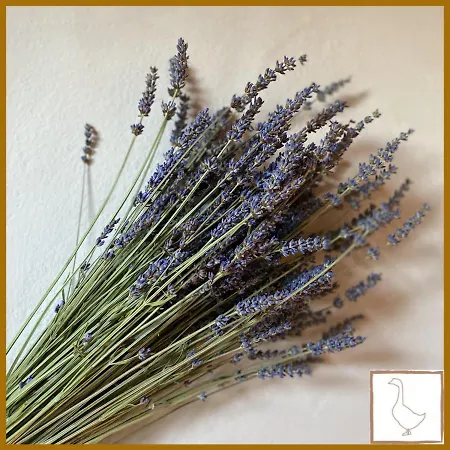 L'oca Giuliva Relais 3* Gaggio Montano